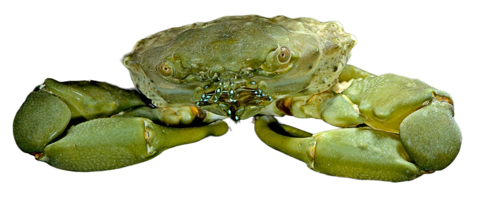 Mitrax Krabbe (Mithraculus sculptus)