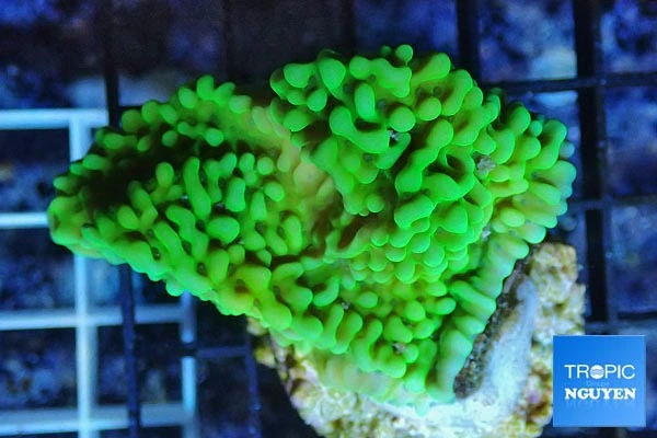 Montipora Grøn Frag 4-5cm