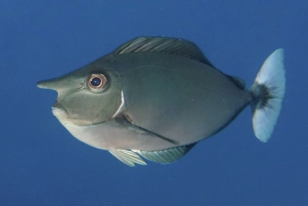 Naso Brevirostris