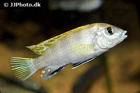 Perlemor Cichlide (Labidochromis sp. Perlmutt)