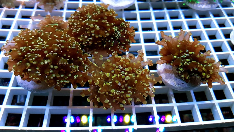 Euphyllia Paradivisa Gold 1 Hoved