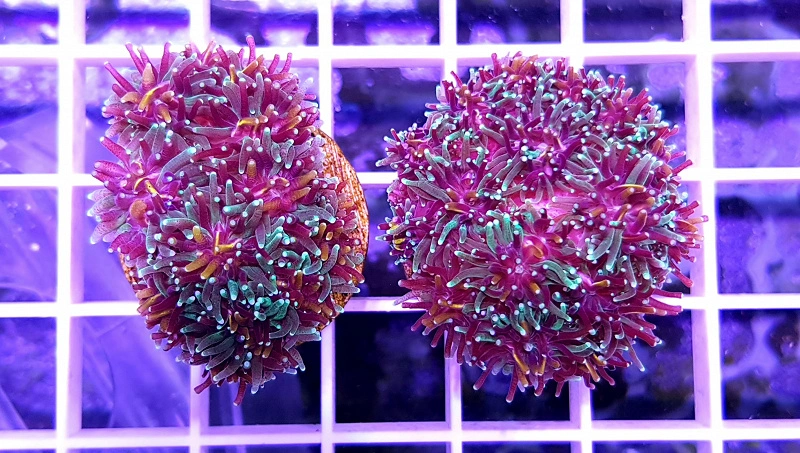 Galaxea fascicularis Frag Galaxea (Cairns)