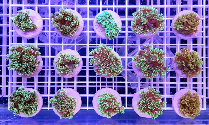 Goniopora spp green frags (Cairns)