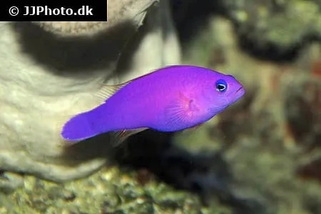 Pictichromis Porphyrea Jordbærfisk