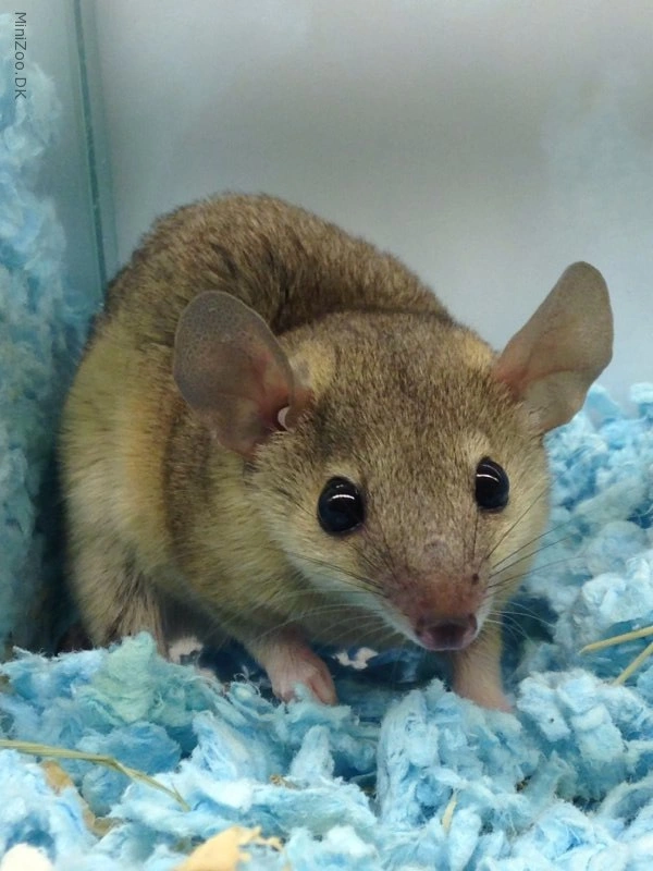 Grå kort halet pungrotte (monodelphis domestica)