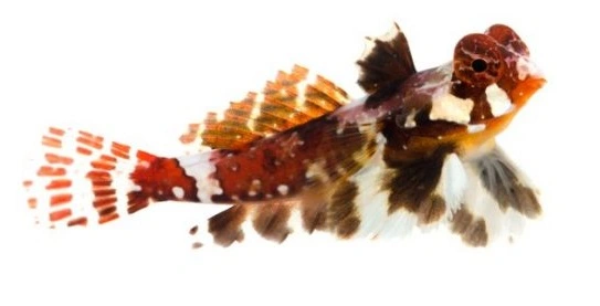 Rød Scooterfisk (Synchiropus stellatus)