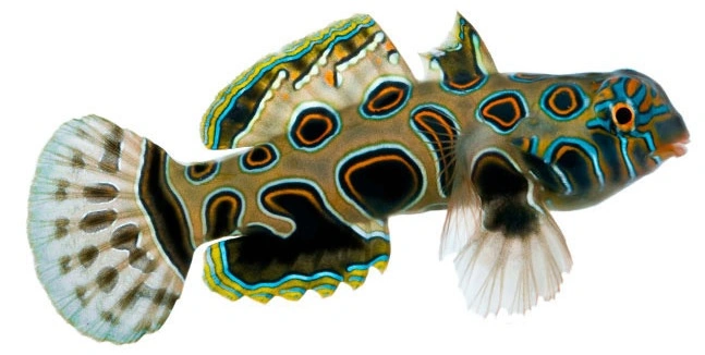 Falsk Mandarinfisk (Synchiropus picturatus)