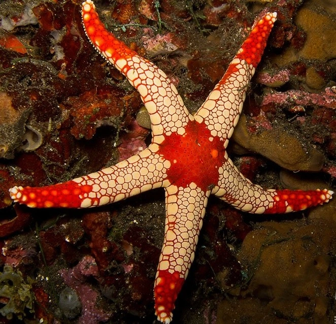 Neoferdina Spp søstjerne
