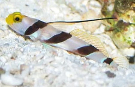 Stonogobiops Nematodes
