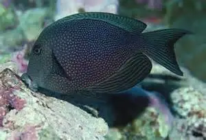 Ctenochaetus marginatus kirurgfisk