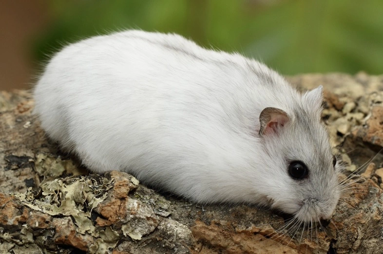 Vinterhvid Dværghamster (Phodophus sungorus)