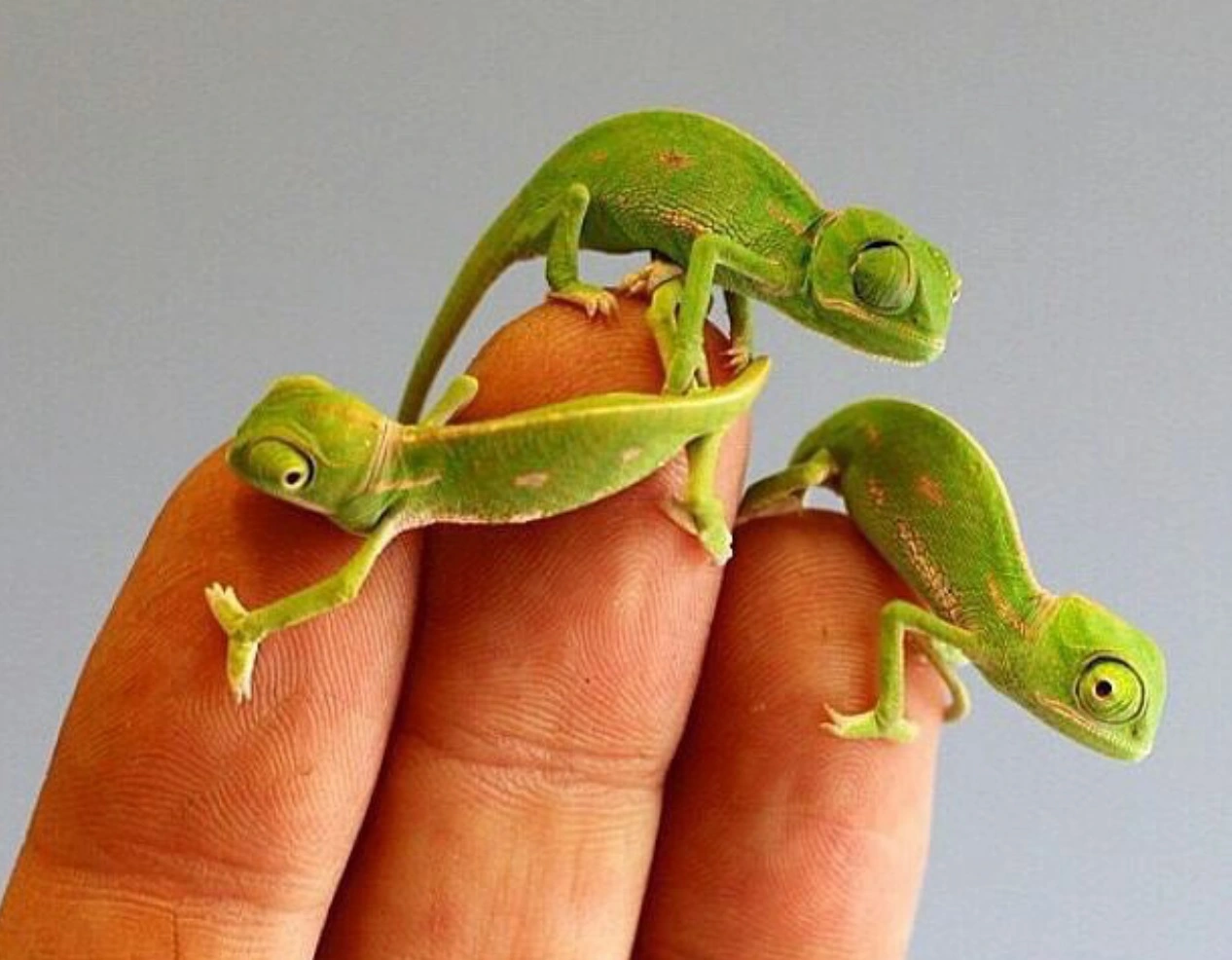 Yemen kamæleon unge (Chamaeleo calyptratus)