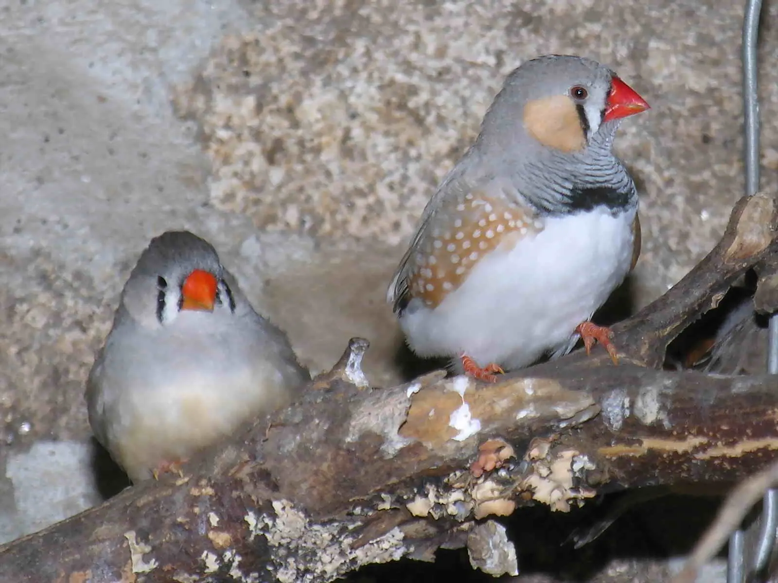 Zebrafinke (Taeniopygia guttata)