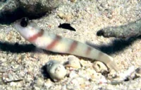 Amblyeleotris steinitzi