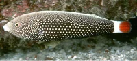 Anampses chrysocephalus