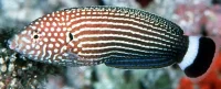 Anampses lineatus