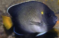 Apolemichthys xanthurus