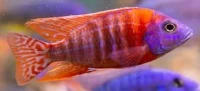Aulonocara sp. Red (Red Peacock Cichlid)