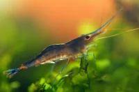 Blåbenet Poso Kardinalreje (Caridina ensifera)