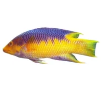 Bodianus Rufus