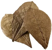 Catappa Leaves XL