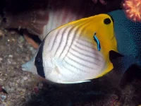 Chaetodon Auriga