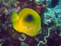 Chaetodon Bennetti