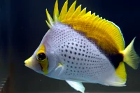 Chaetodon Declivis