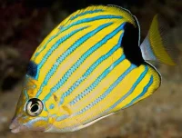 Chaetodon Fremblii