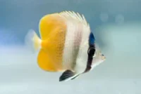 Chaetodon Kleini
