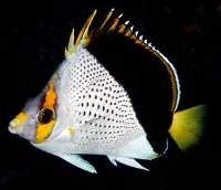 Chaetodon Tinkeri