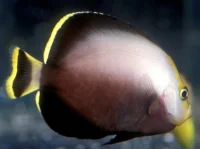 Chaetodontoplus Melanosoma