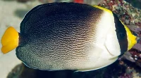 Chaetodontoplus Mesoleucus