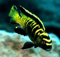 Chindongo Flavus (Tidl. Pseudotropheus Flavus)