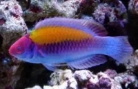Cirrhilabrus aurantidorsalis