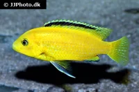Citron Cichlide (Labidochromis caeruleus) sp. Golden