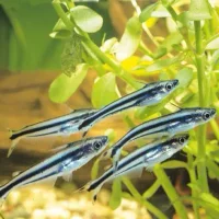 Debauwi glasmalle (Eutropiellus debauwi)