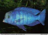Delfin Cichlide (Cyrtocara moorii)