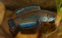 Dværg Slangehovedfisk Channa Gachua 11 - 15 cm