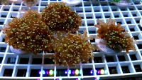 Euphyllia Paradivisa Gold 1 Hoved