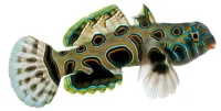 Falsk Mandarinfisk (Synchiropus picturatus)
