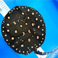 Ferskvandsrokke Potamotrygon BD X Henlei Hybrid Han Ø 31 cm