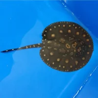 Ferskvandsrokke Potamotrygon Black Diamond Big Spot Ø 10 cm