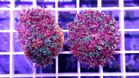 Galaxea fascicularis Frag Galaxea (Cairns)