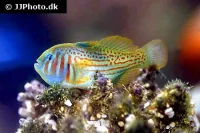 Gobiodon Rivulatus