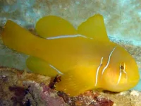 Gobiodon citrinus