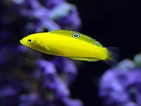 Gul gylte (Halichoeres chrysus)