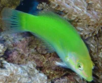 Hemicoris Chloropterus (Grøn gylte)