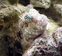 Hugofisk (Salarias fasciatus)