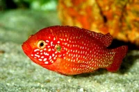 Juwelcichlide (Hemichromis lifalili)
